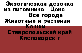 Экзотическая девочка из питомника › Цена ­ 25 000 - Все города Животные и растения » Кошки   . Ставропольский край,Кисловодск г.